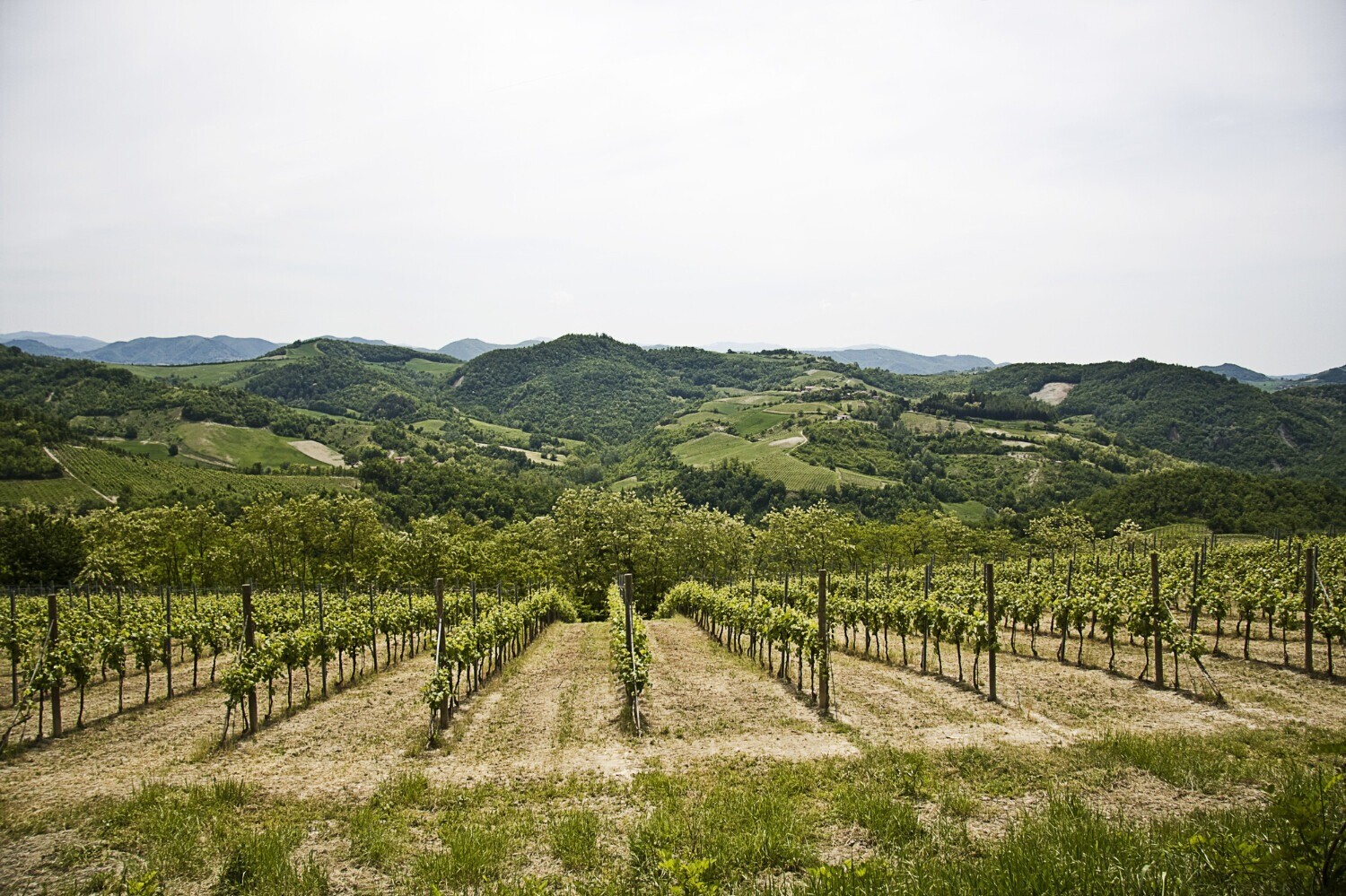 website image
