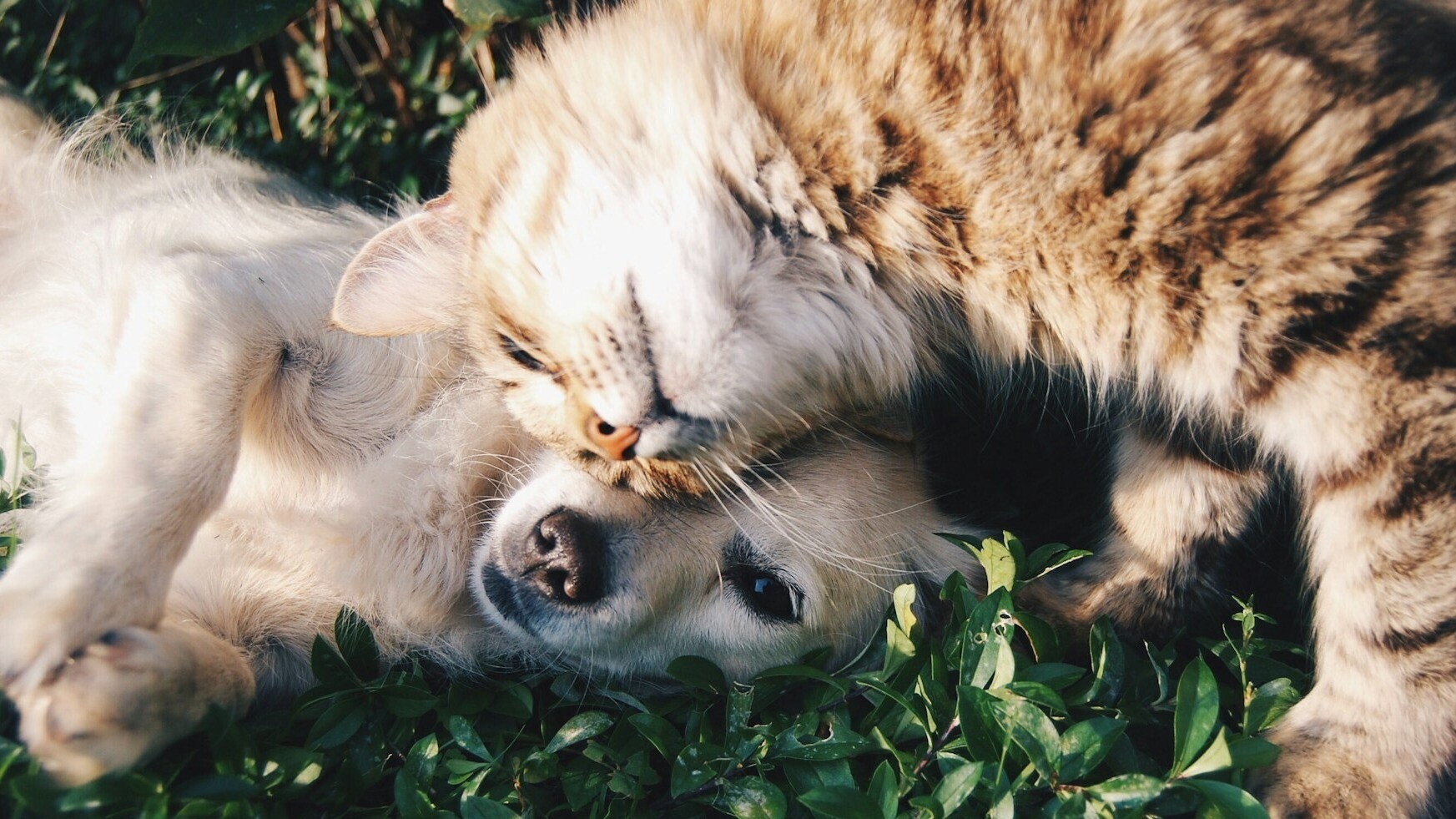 Albergaria do Calvário - Évora : Pet Friendly