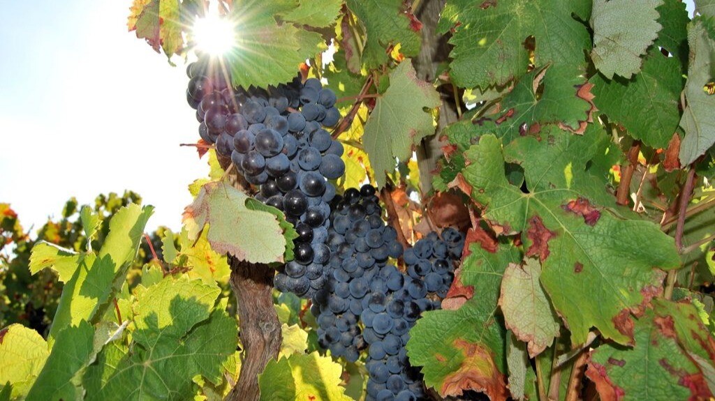 website image