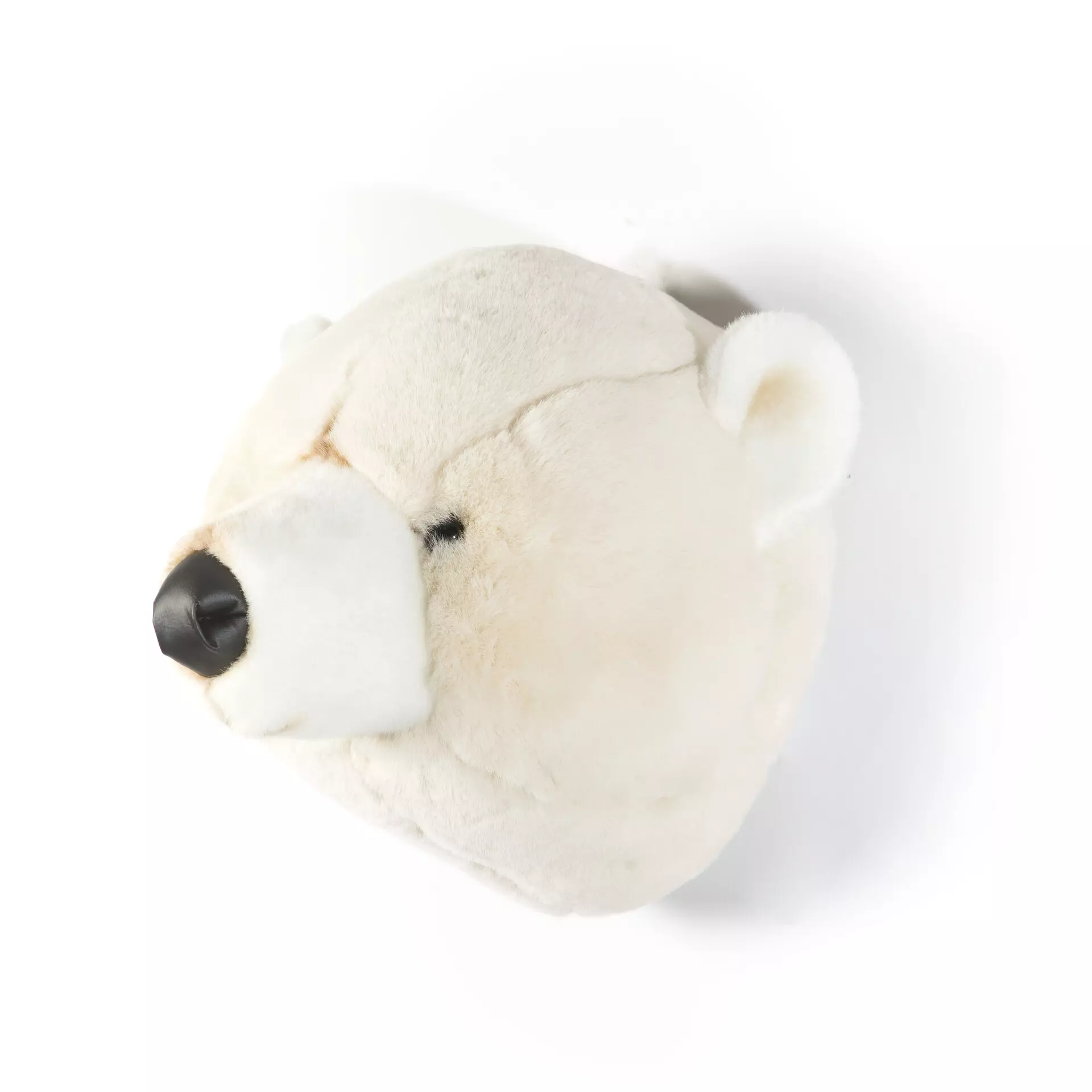 Urso Branco Basile