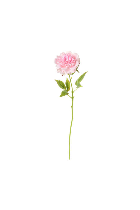 PEONIA ROSA 56 cm 