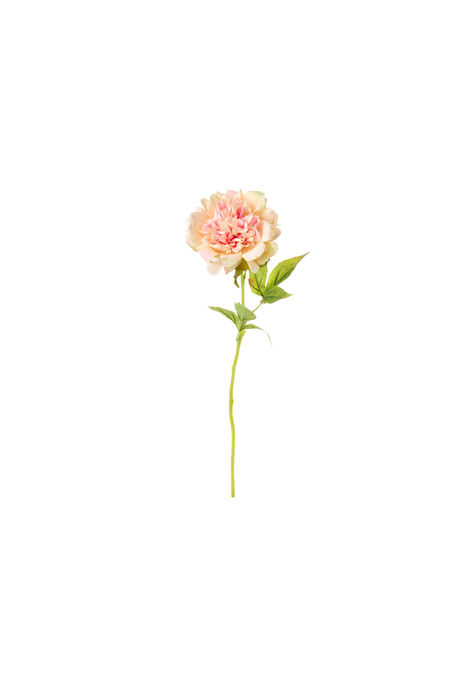 PEONIA CREME E ROSA 56 cm 