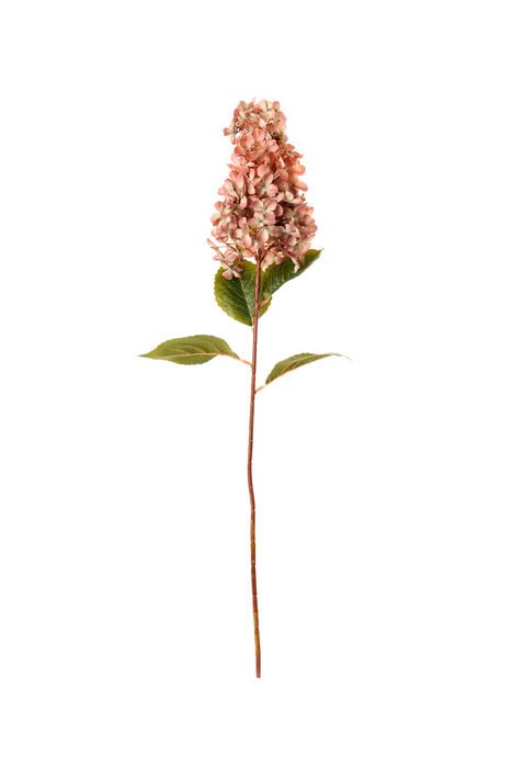 HIDRANGEA  ROSA CLARA 82 cm 