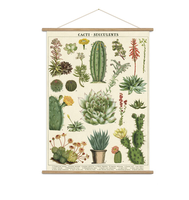 Poster Cacti & Succulents