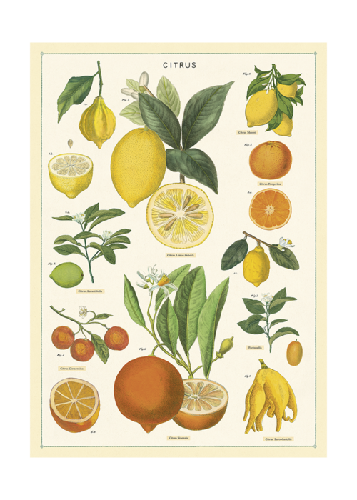 Poster Citrus