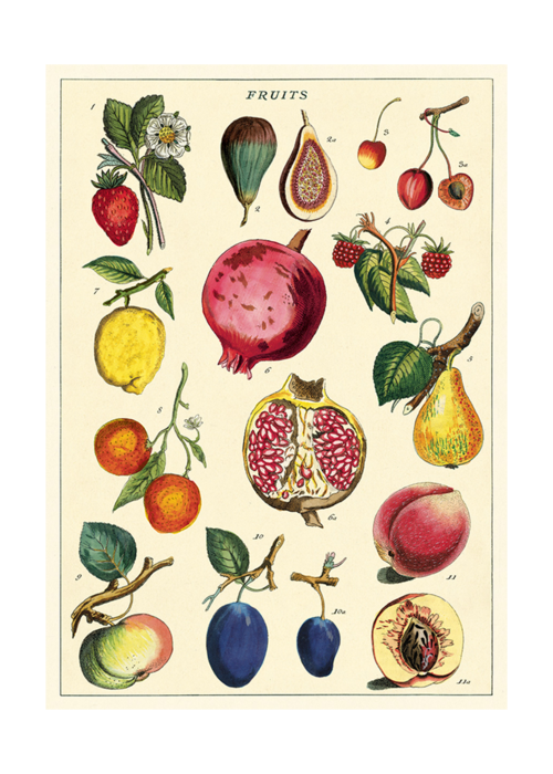 Poster Fruit