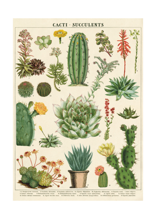 Poster Cacti & Succulents