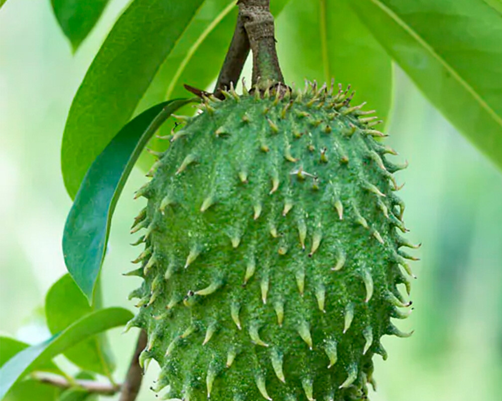 website image
