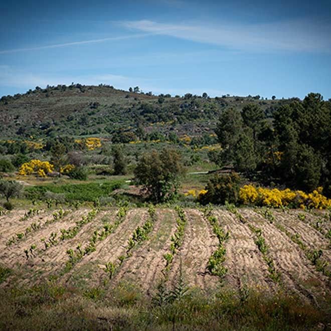 Vinho Tinto DOC Trás‑os‑Montes - Encostas de Sonim Reserva 2021