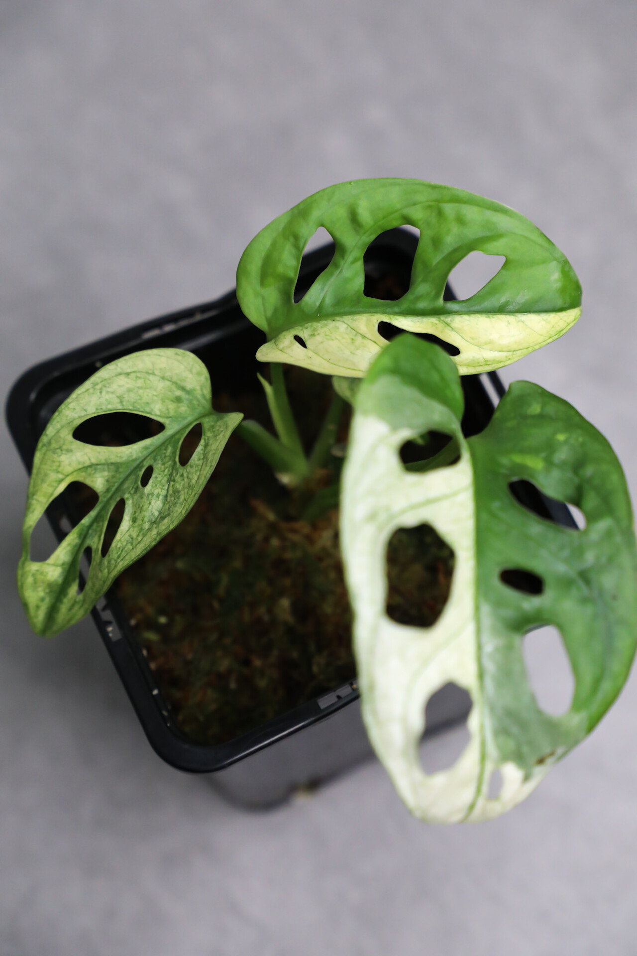 Monstera adansonii 'variegata archipelago'