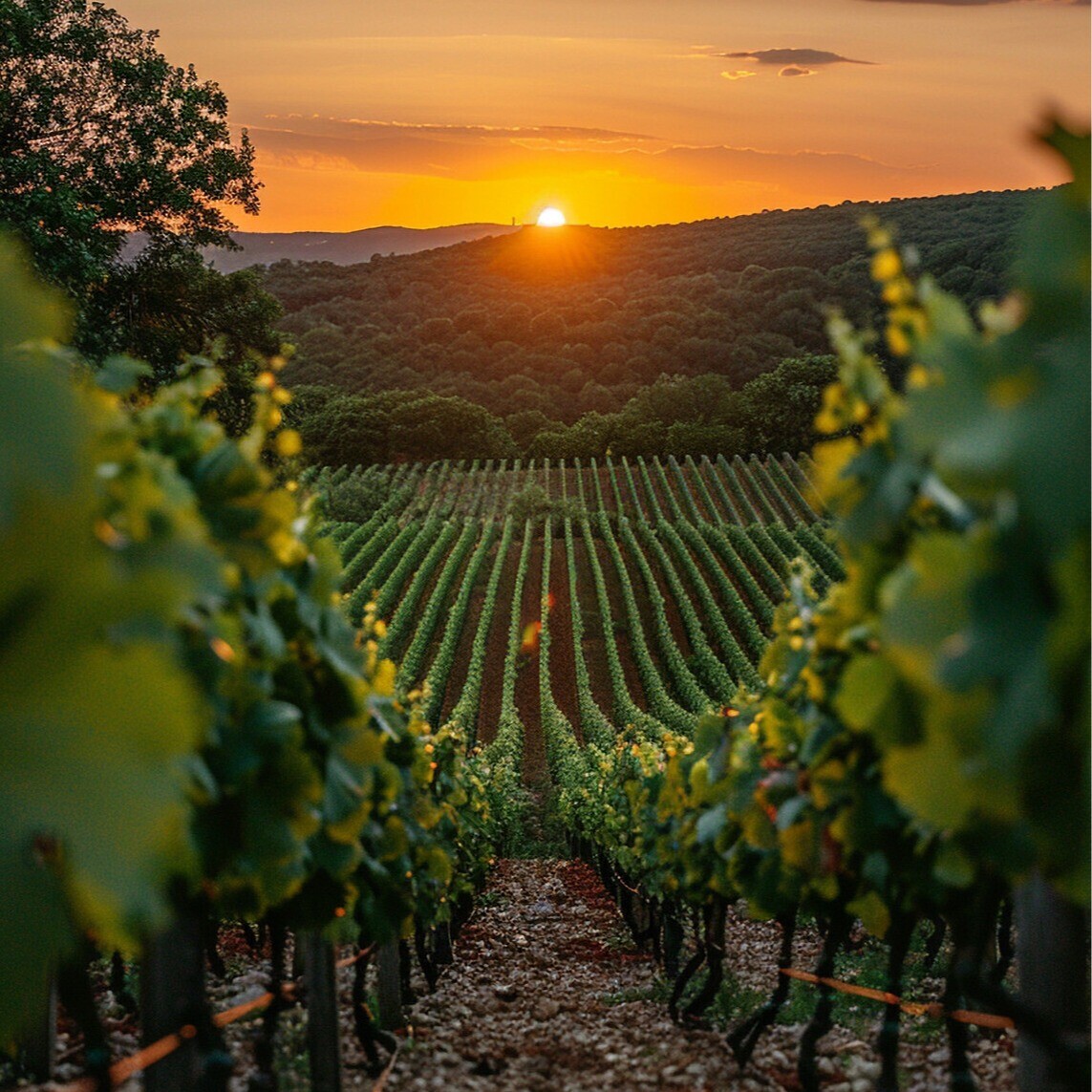 Vinhas em socalcos na região do Douro ao pôr do sol, com luz dourada iluminando as folhas e colinas verdes ao fundo, transmitindo a beleza natural da paisagem.