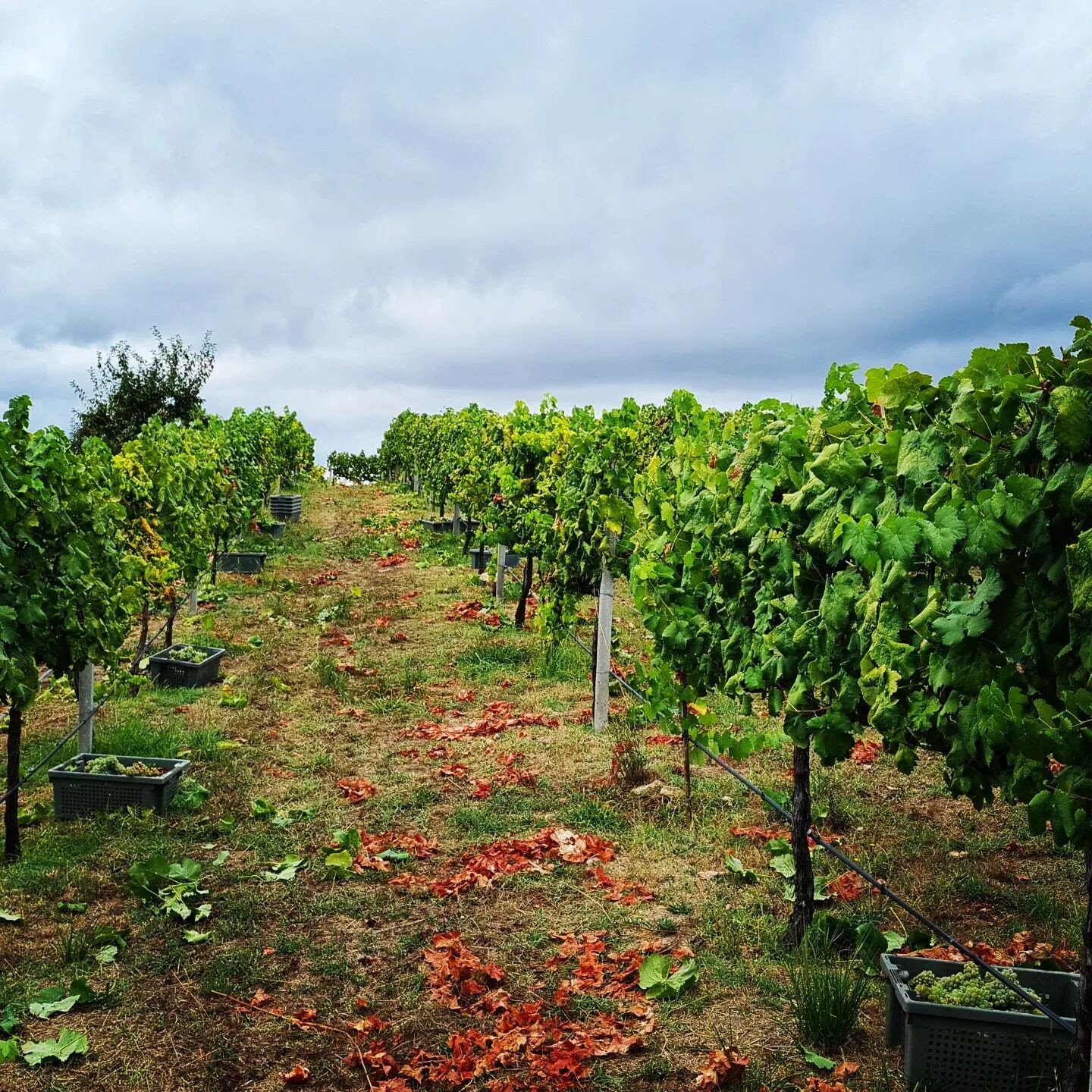 website image