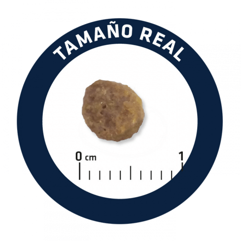Advance Mother Dog & Initial - Frango e Arroz