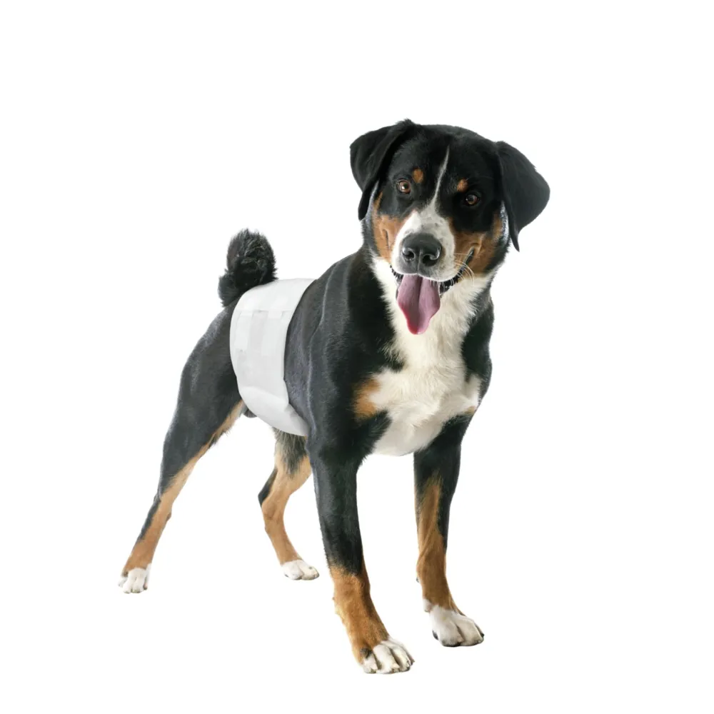 Cintas Higienicas Descartáveis para Cães Machos - Camon