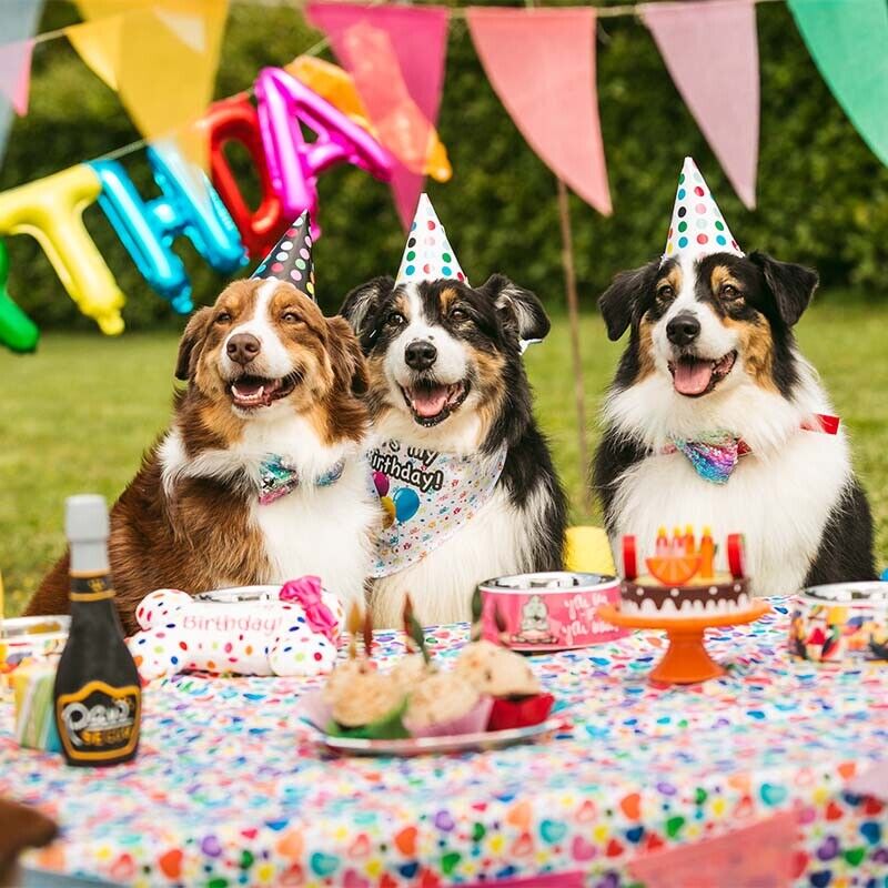 Croci - Bandana Party para Cães e Gatos