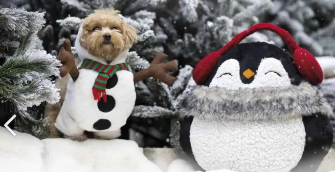 Croci - Fato Xmas Snowman para Cães