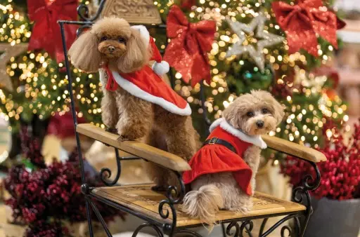 Croci - Vestido Xmas Santa Girl