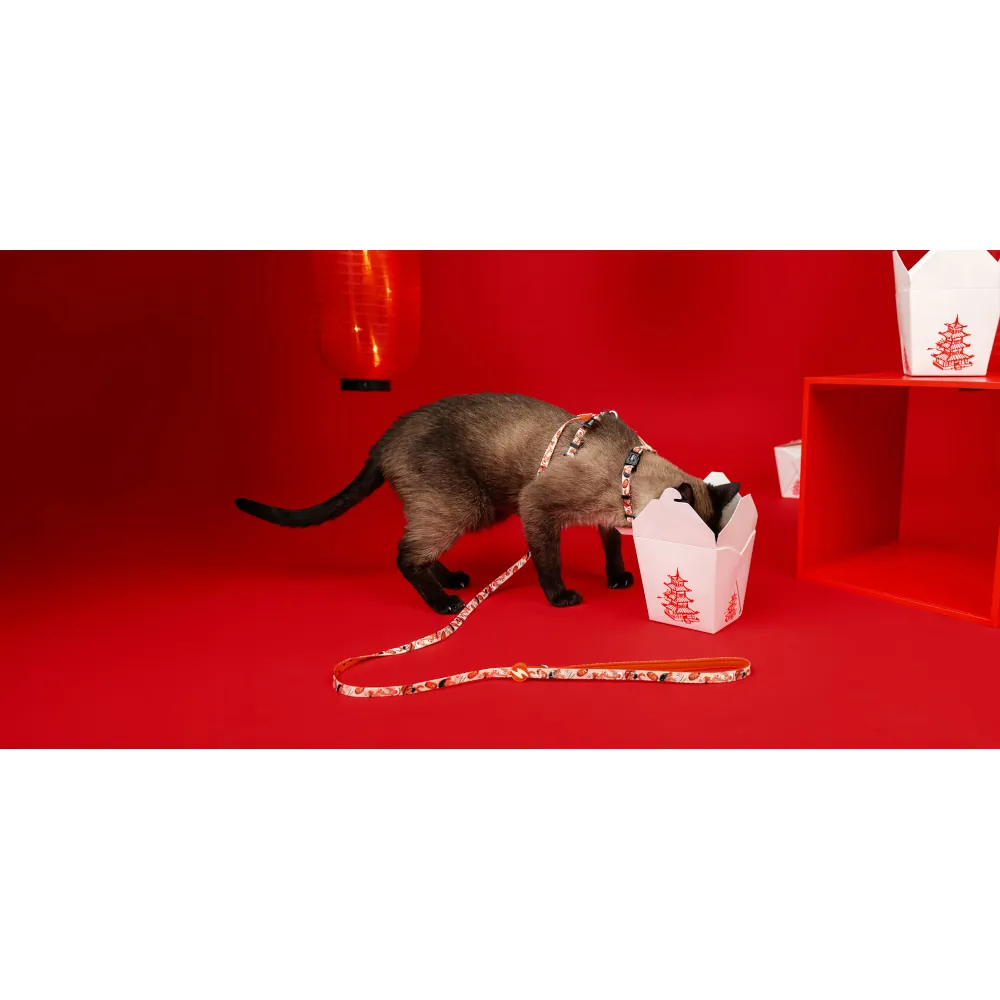Dashi Arnês + Trela Hashi para Gatos