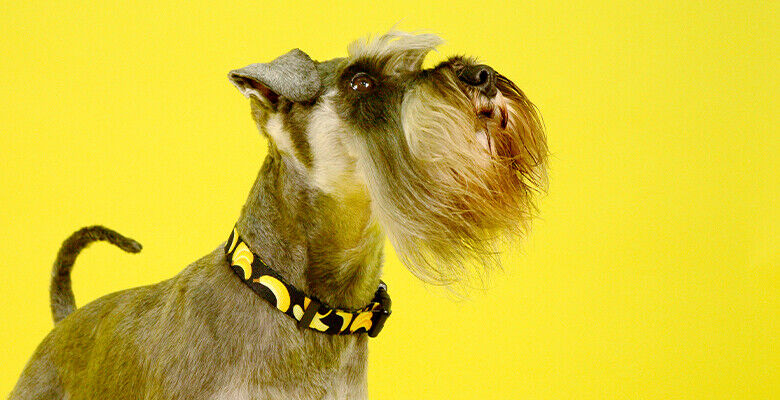 Dashi Coleira Eco-Banana
