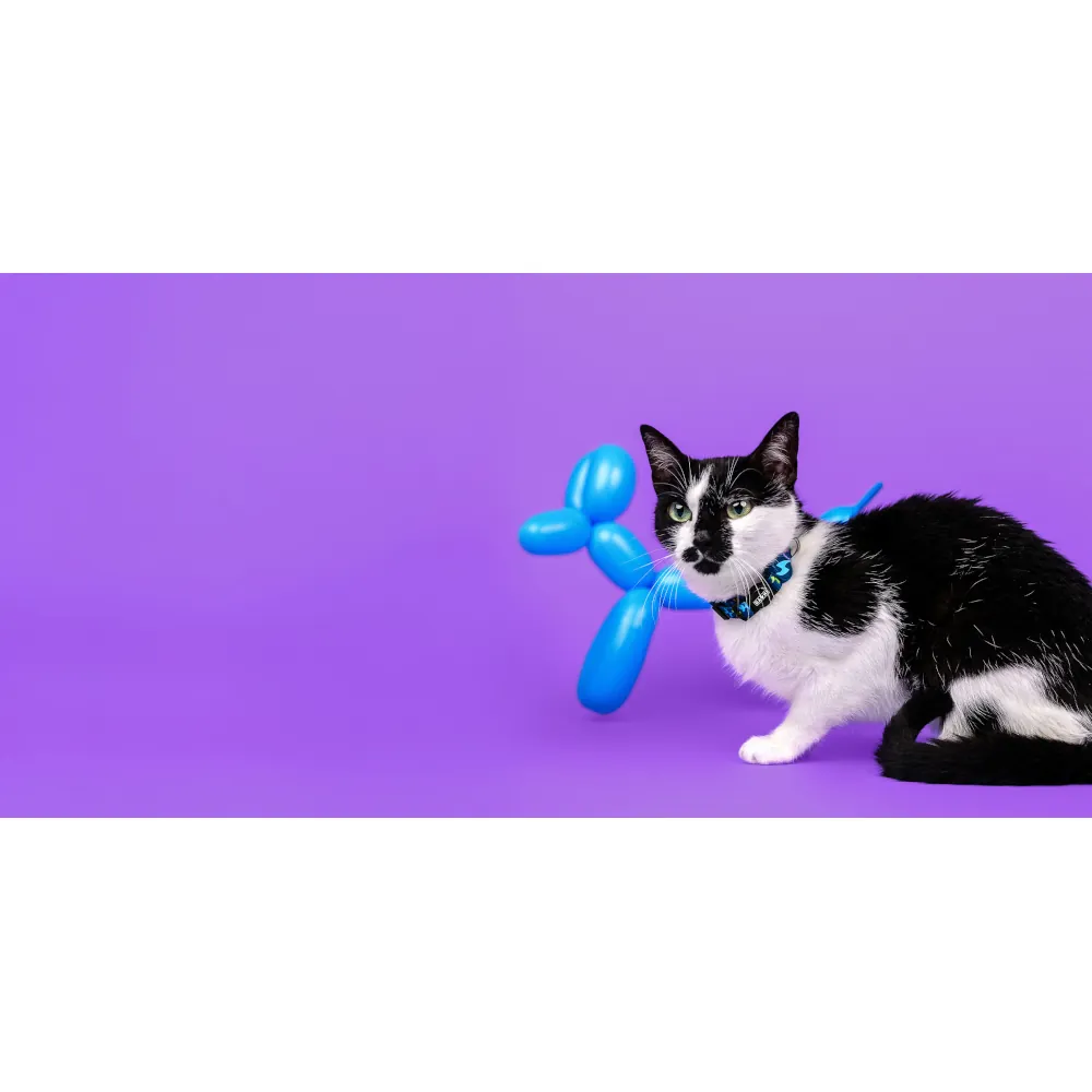 Dashi Coleira Gato Bloop