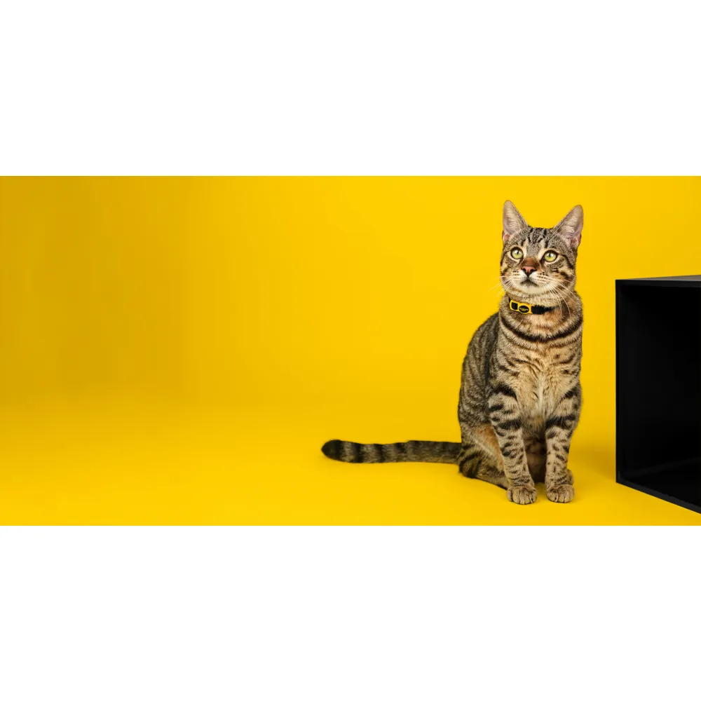 Dashi Coleira Gato Elements