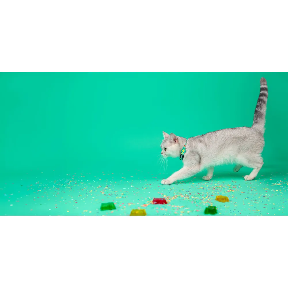 Dashi Coleira Gato Gummy