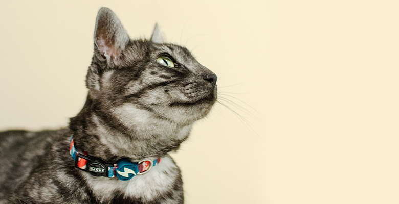 Dashi Coleira Gato Mojo