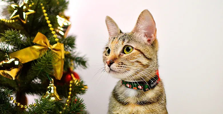Dashi Coleira Gato Noel