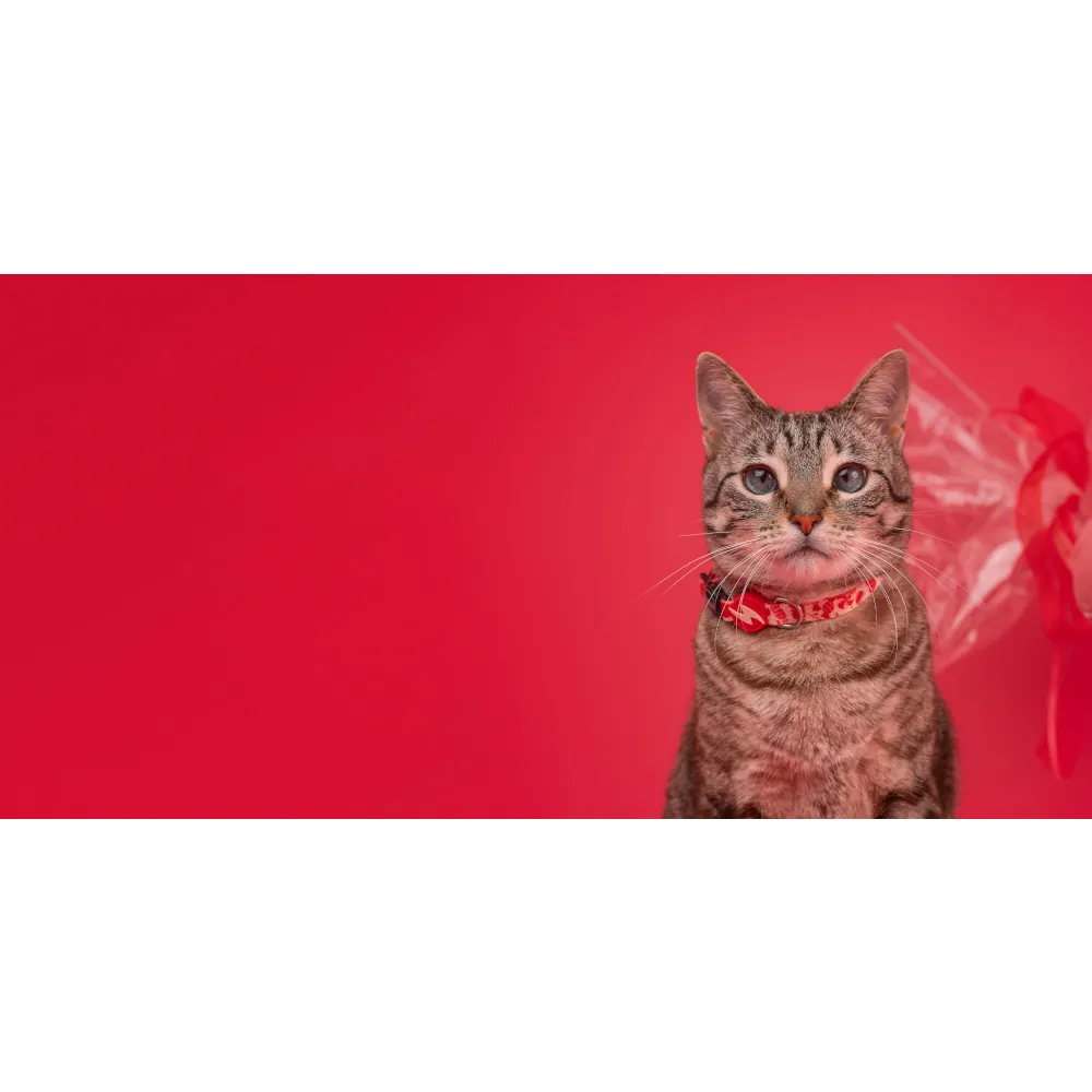 Dashi Coleira Gato Sprinkle