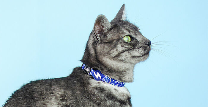 Dashi Coleira Gato Zillij