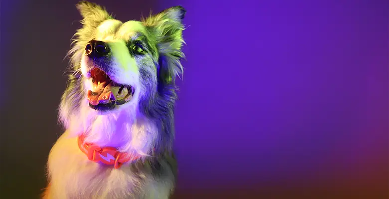 Dashi Coleira Neon