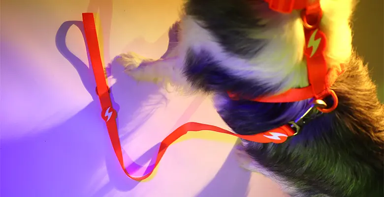 Dashi Trela Neon