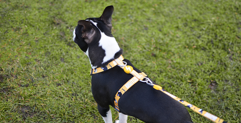 Dashi Arnês Brutus