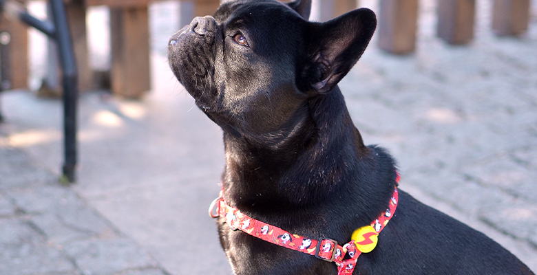Dashi Arnês Frontal Dogtanian