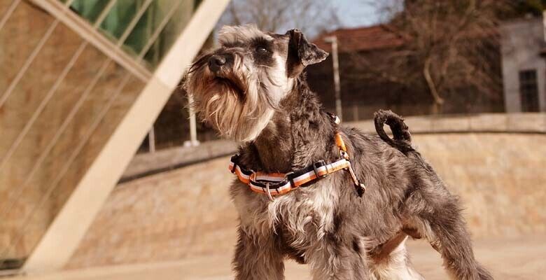 Dashi Arnês Frontal Stripes³ - Orange & Black