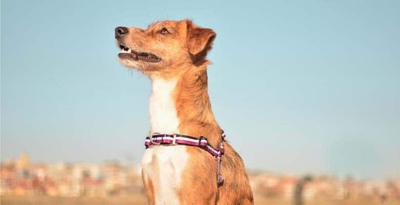 Dashi Arnês Frontal Stripes³ - Purple & Black