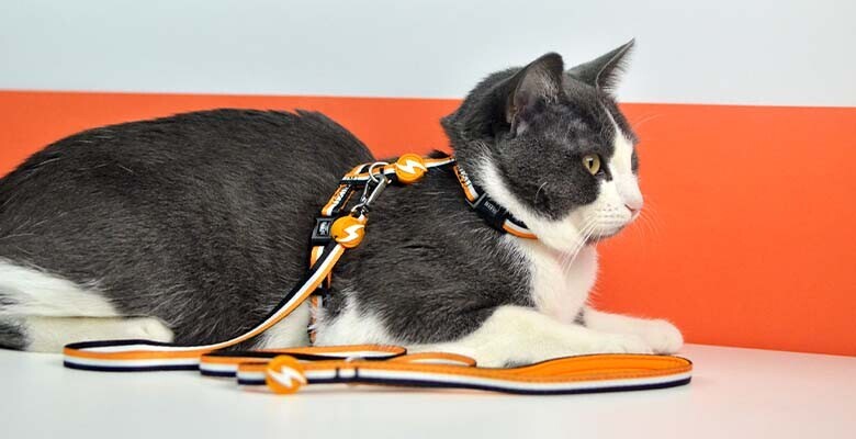 Dashi Arnês + Trela Stripes³ para Gatos - Orange & Black 1