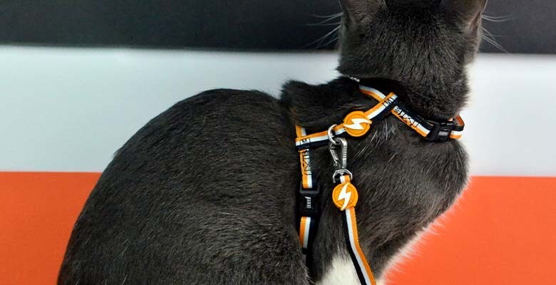 Dashi Arnês + Trela Stripes³ para Gatos - Orange & Black 2