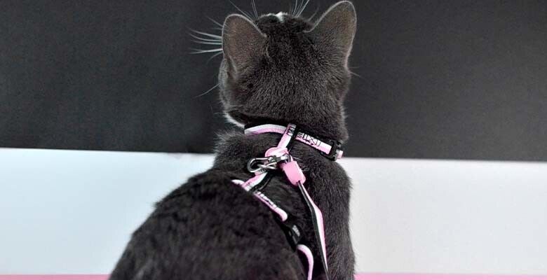 Dashi Arnês + Trela Stripes³ para Gatos - Pink & Black