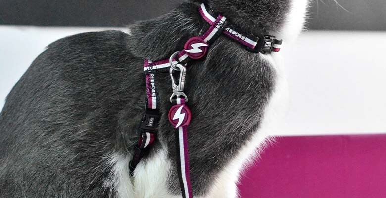 Dashi Arnês + Trela Stripes³ para Gatos - Purple & Black 2