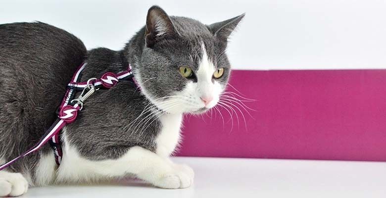 Dashi Arnês + Trela Stripes³ para Gatos - Purple & Black