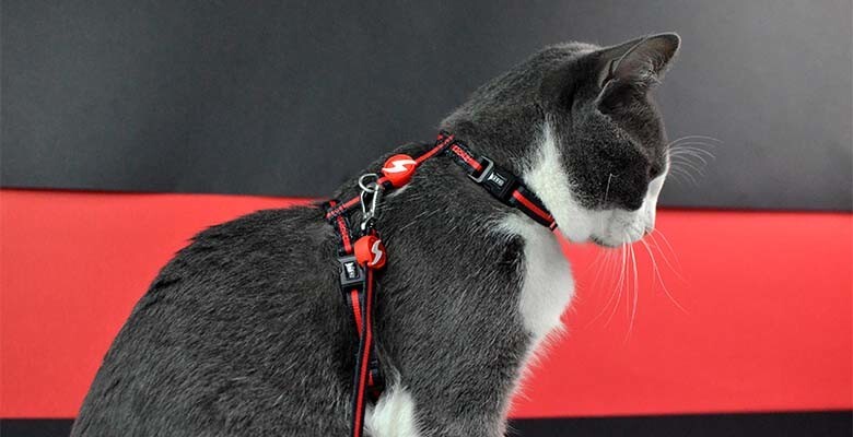 Dashi Arnês + Trela Stripes³ para Gatos - Red & Black 2