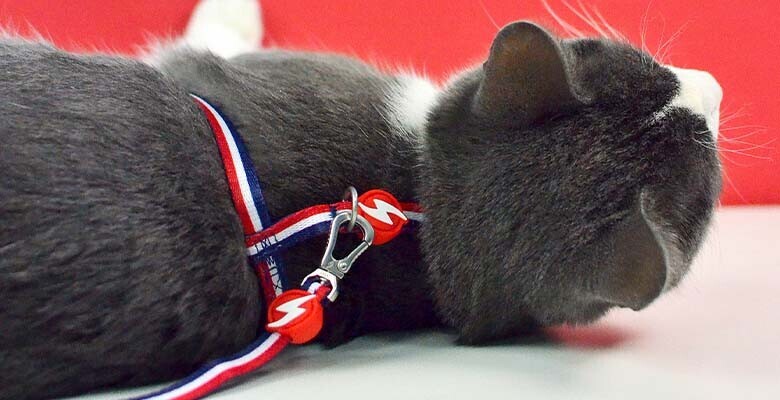 Dashi Arnês + Trela Stripes³ para Gatos - Red & Blue 2