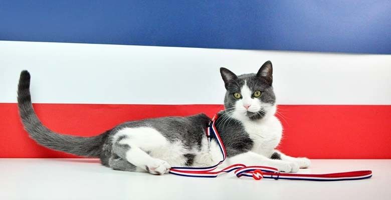 Dashi Arnês + Trela Stripes³ para Gatos - Red & Blue