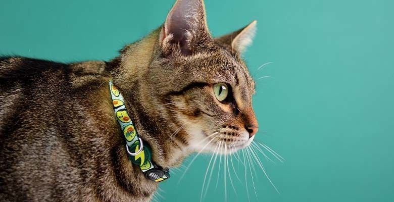 Dashi Coleira Gato Avocado