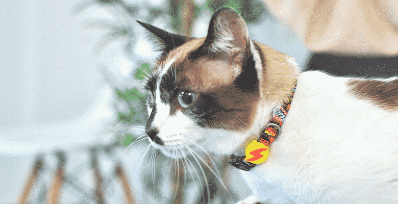 Dashi Coleira Gato Boom