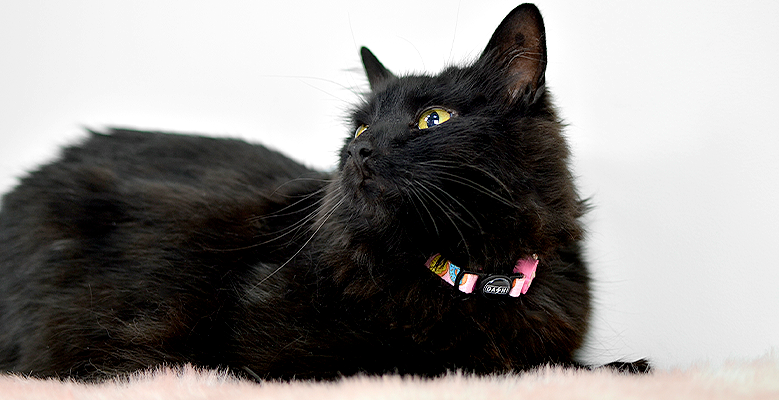Dashi Coleira Gato Donut