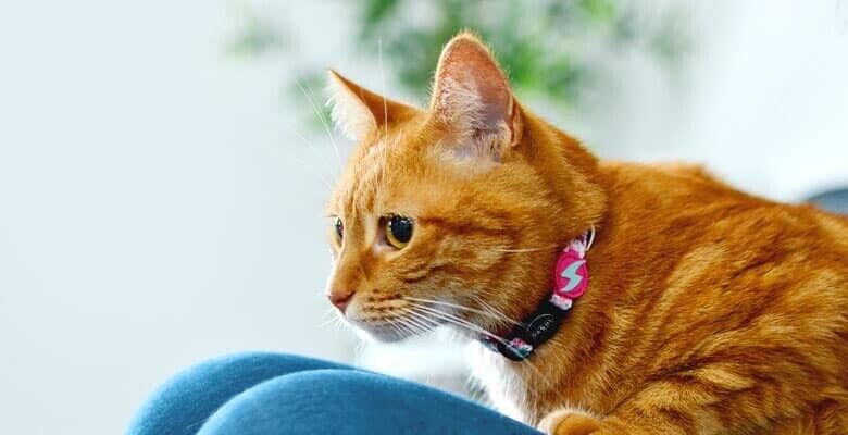 Dashi Coleira Gato Flamingo