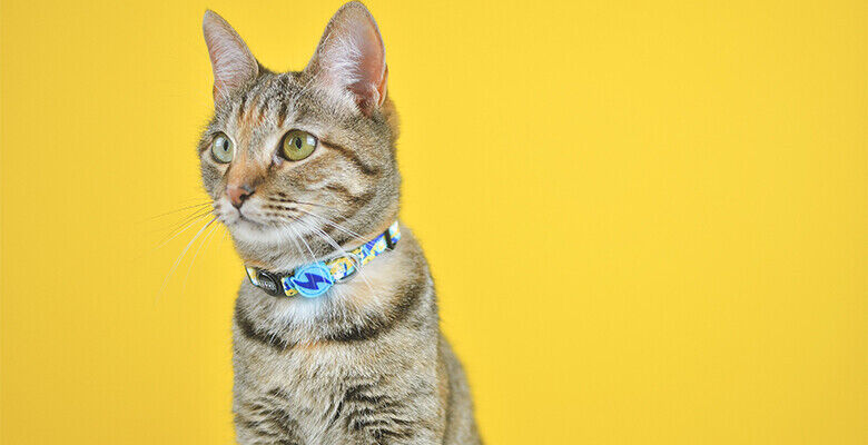 Dashi Coleira Gato Nebula