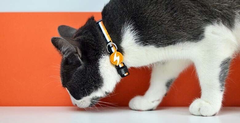 Dashi Coleira Gato Stripes³ - Orange & Black